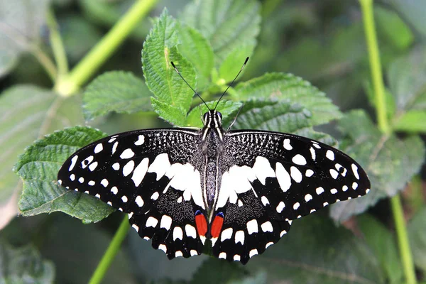 Swallowtail Papillon Gros Plan — Photo