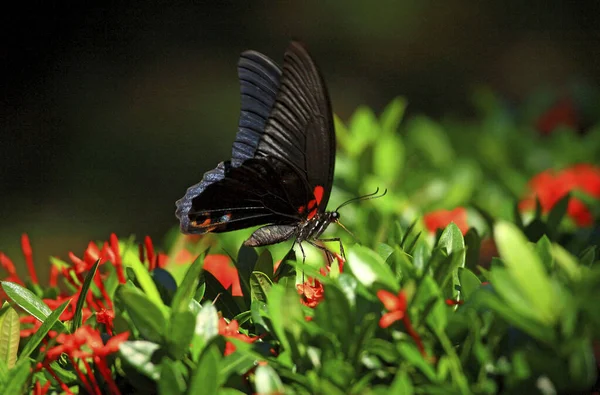 Büyük Kırlangıç Kelebeği Yaklaş — Stok fotoğraf