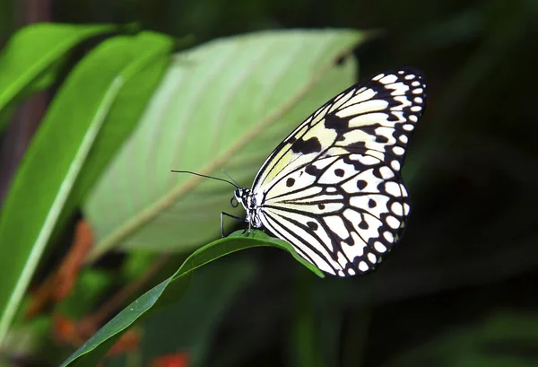 Büyük Beyaz Kelebek Yaklaş — Stok fotoğraf
