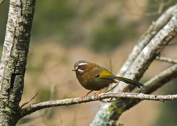 Goldener Flügel Weiße Augenbraue — Stockfoto