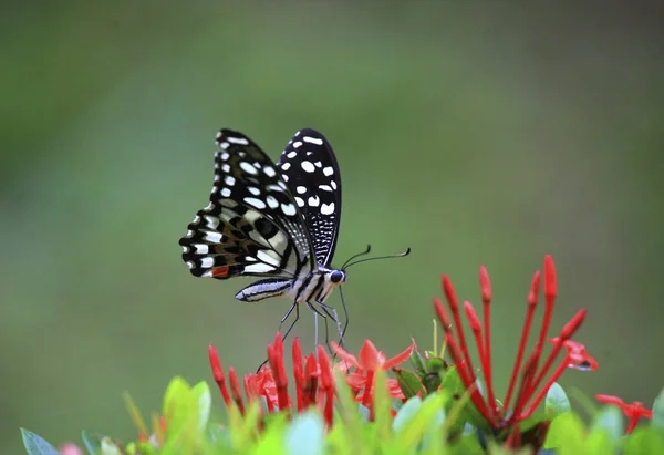 Borboleta Rabo Andorinha Perto — Fotografia de Stock