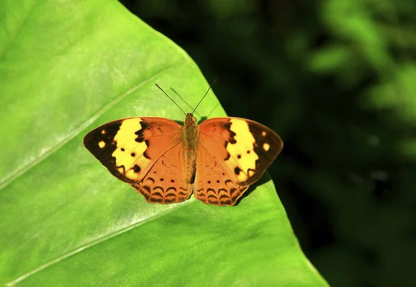 Sarı Kelebek Yaklaş — Stok fotoğraf