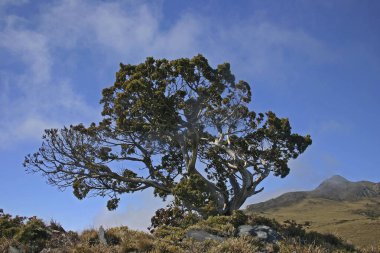 Yushan Juniper Tayvan görünümü