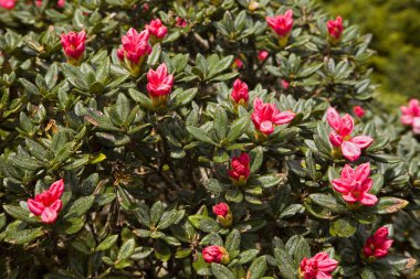 Yushan Rhododendron Tayvan, kapat. 