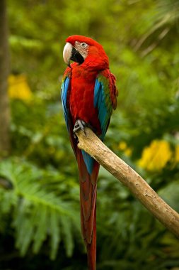 Macaw kuşu, kapat. 