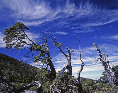 Tayvan 'da Yushan Juniper