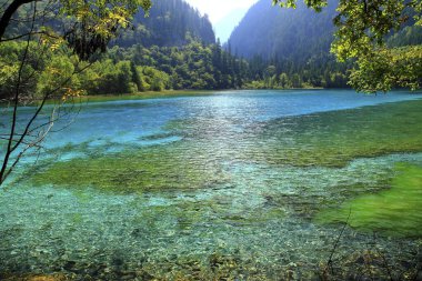 Sichuan Jiuzhaigou Rizegou Beş Çiçek