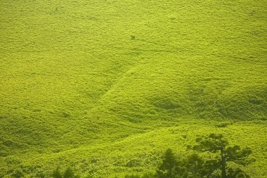 Baishishan Çayırı Tayvan manzarası