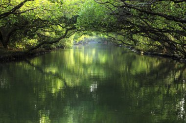 Tainan Dört Çimen Mangrove Ormanı Yeşil Tünel