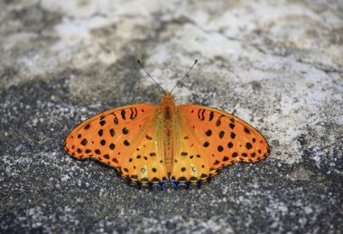 Kara Uç Leopar Kelebeği