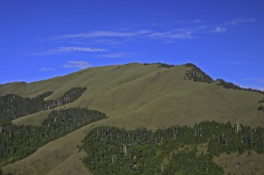 Albizia ana tepe Tayvan görünümü