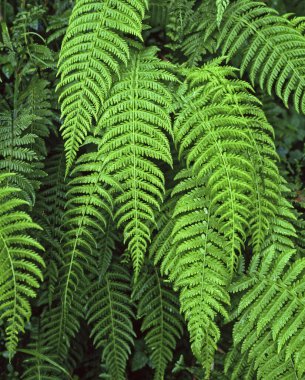 Alp eğreltiotları, yaklaşın.