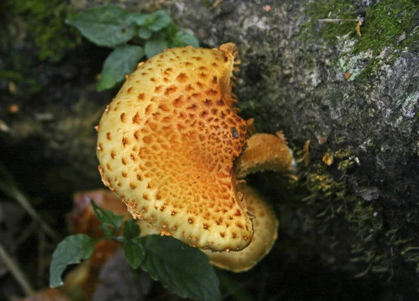 Mountain Mushrooms Taiwan Close — Stock Photo, Image