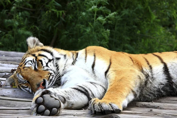 Siberian Tiger Lying Wooden Log — Stock Photo, Image