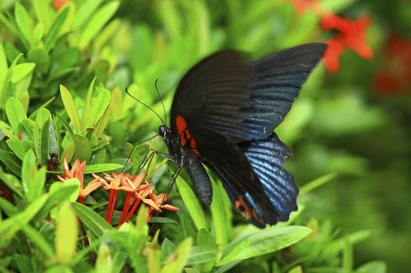 Großer Schwalbenschwanz Schmetterling Aus Nächster Nähe — Stockfoto