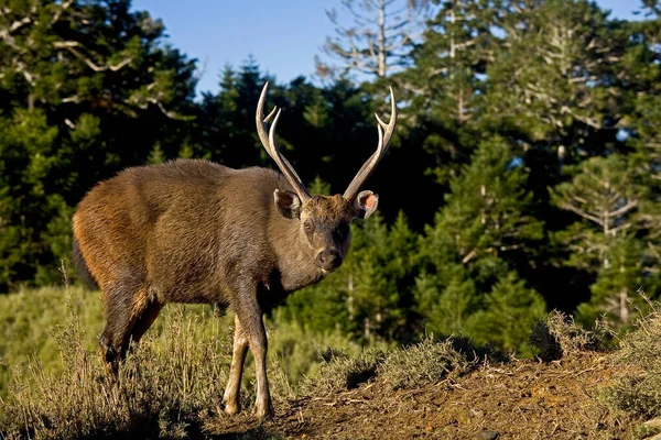 Taiwan Sambar Floresta — Fotografia de Stock