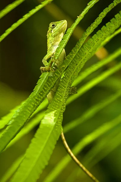 Svenhow Climbing Lizard Close — Stock Photo, Image