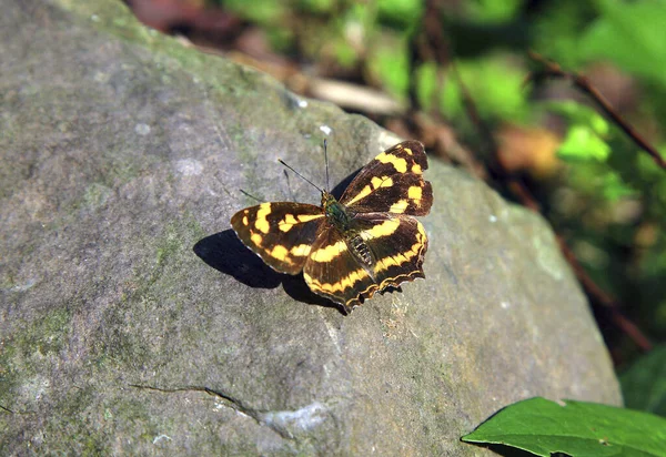 Желтая Трёхлинейная Бабочка — стоковое фото