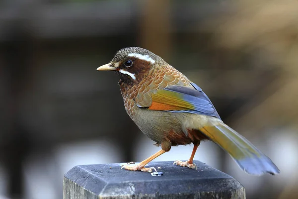 Goldener Flügel Weiße Augenbraue — Stockfoto