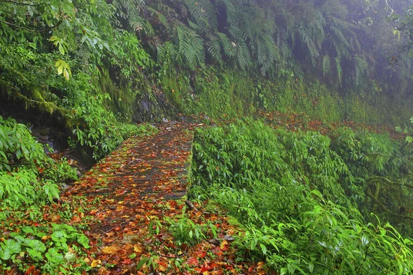 Nenggao Yueling Road Fallen Leaf Trail Taiwán —  Fotos de Stock
