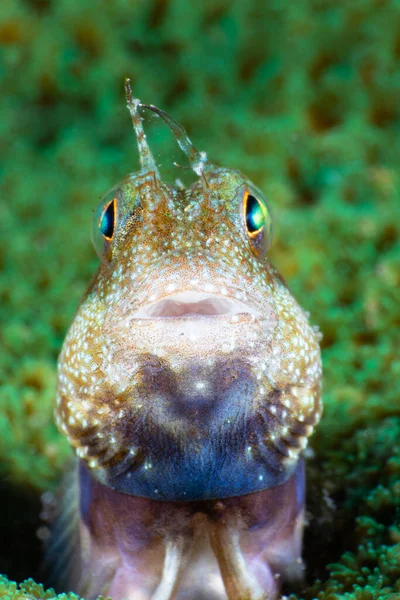 cute fish in sea bottom
