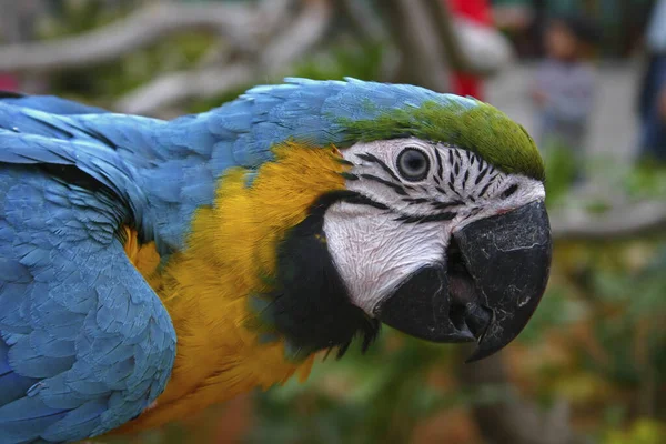 Macaw Kuşu Kapat — Stok fotoğraf