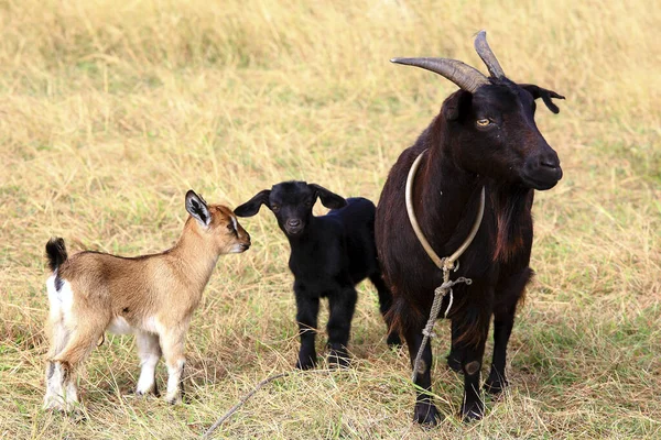 Schwarze Ziegen Auf Dem Feld — Stockfoto