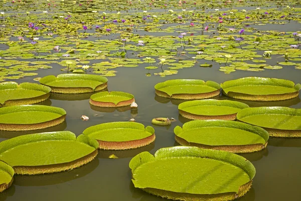Tainan Baihe King Lotus Field — Stockfoto