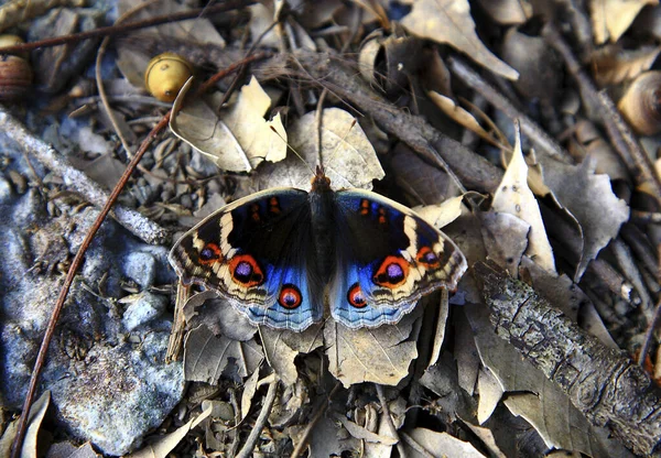 Pavão Azul Borboleta Close — Fotografia de Stock