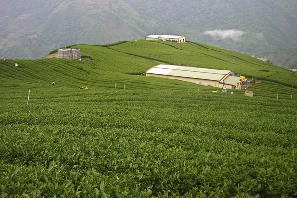 Tea Garden Cifeng Village Renai Township Nantou Taiwan — Stock Photo, Image