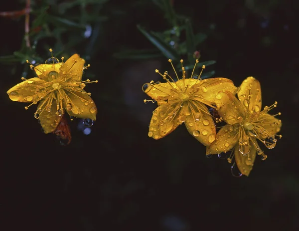 Yushan Hypericum Tajwan Zbliżenie — Zdjęcie stockowe