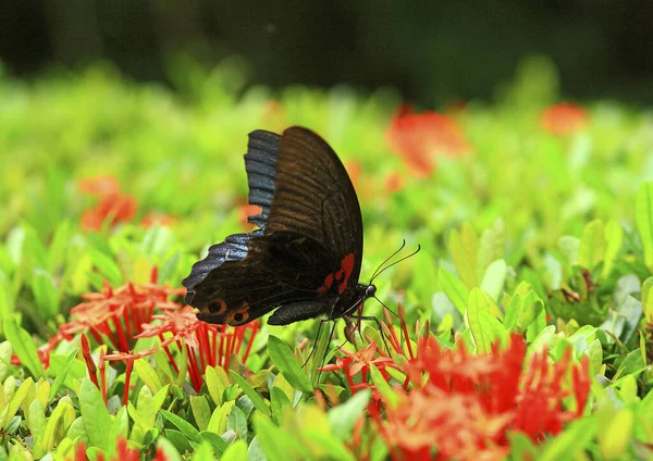 Gran Mariposa Cola Golondrina Cerca — Foto de Stock