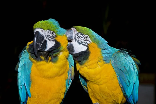 Macaw Birds Close — Fotografia de Stock