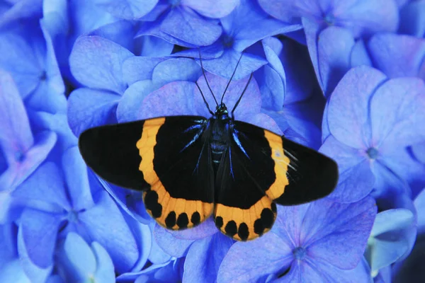 Colorful Moth Close — Stock Photo, Image