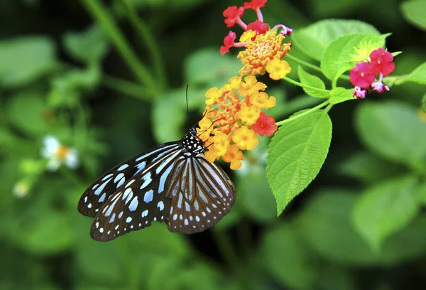 Ryukyu Green Butterfly Close — Stock Photo, Image