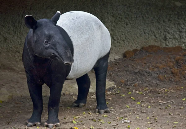 Malaysischer Tapir Aus Nächster Nähe — Stockfoto