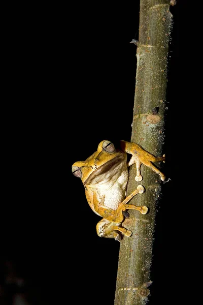 白喉树蛙 — 图库照片