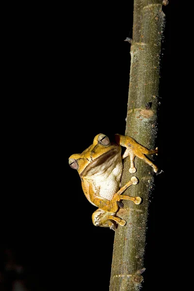 Sapo Garganta Branca — Fotografia de Stock