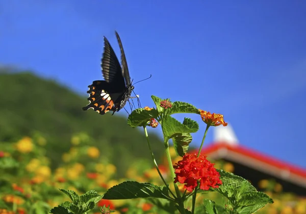 Papilio Branco Close — Fotografia de Stock