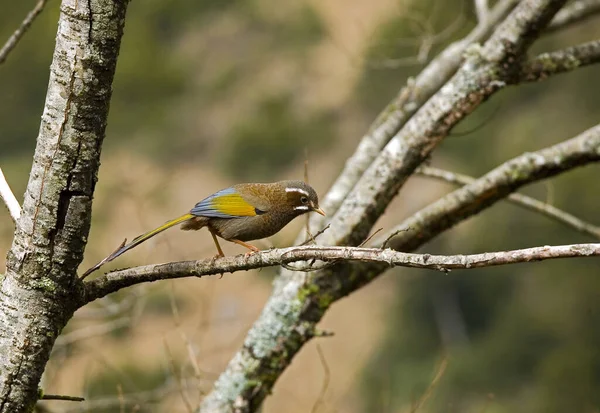 Goldener Flügel Weiße Augenbraue — Stockfoto