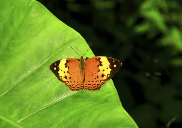 Papillon Jaune Gros Plan — Photo