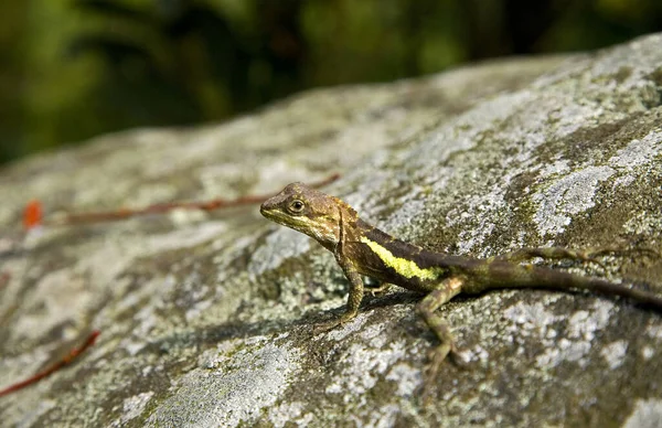 Svenhow Climbing Lizard Close Close — 스톡 사진