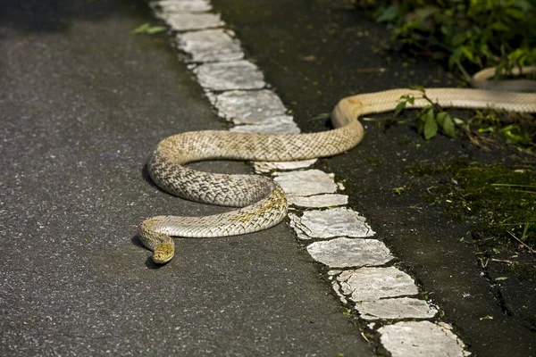 Serpiente Peligro Carretera — Foto de Stock