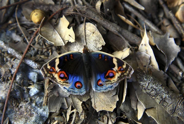 Pavão Azul Borboleta Close — Fotografia de Stock