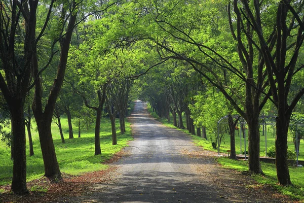 Tainan Prendre Route Bordée Arbres Marse Farm — Photo