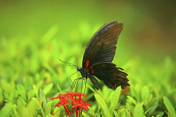 Büyük Kırlangıç Kelebeği Yaklaş — Stok fotoğraf
