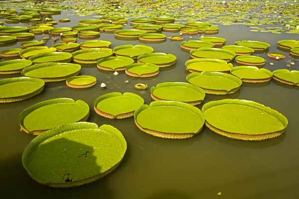Tainan Baihe King Lotus Field — Photo