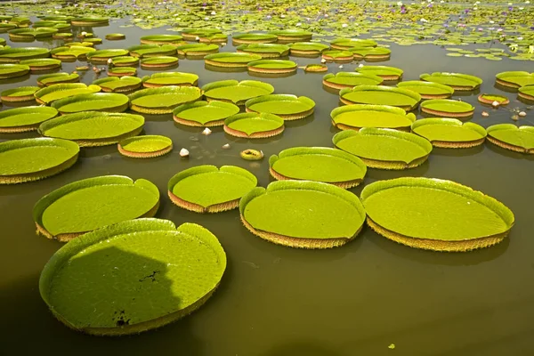 Tainan Baihe King Lotus Field — Stockfoto