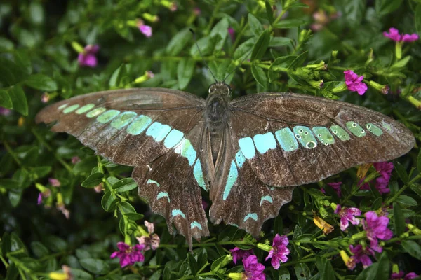 Mavi Bantlı Papilio Yaklaş — Stok fotoğraf