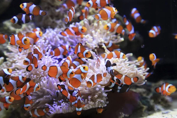 Bunte Clownfische Schwimmen Unter Wasser — Stockfoto